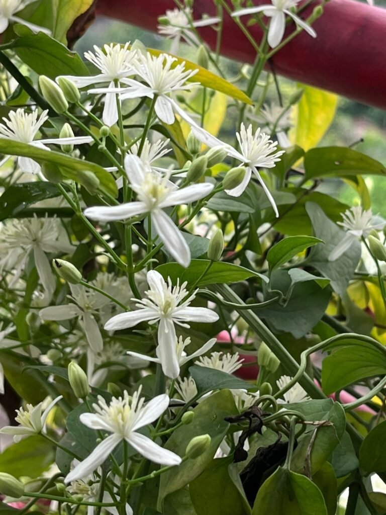 Jasmine in full bloom