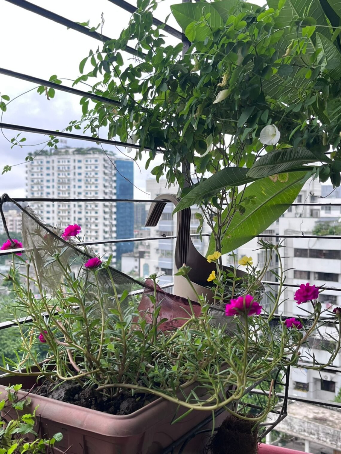 A make believe balcony lawn