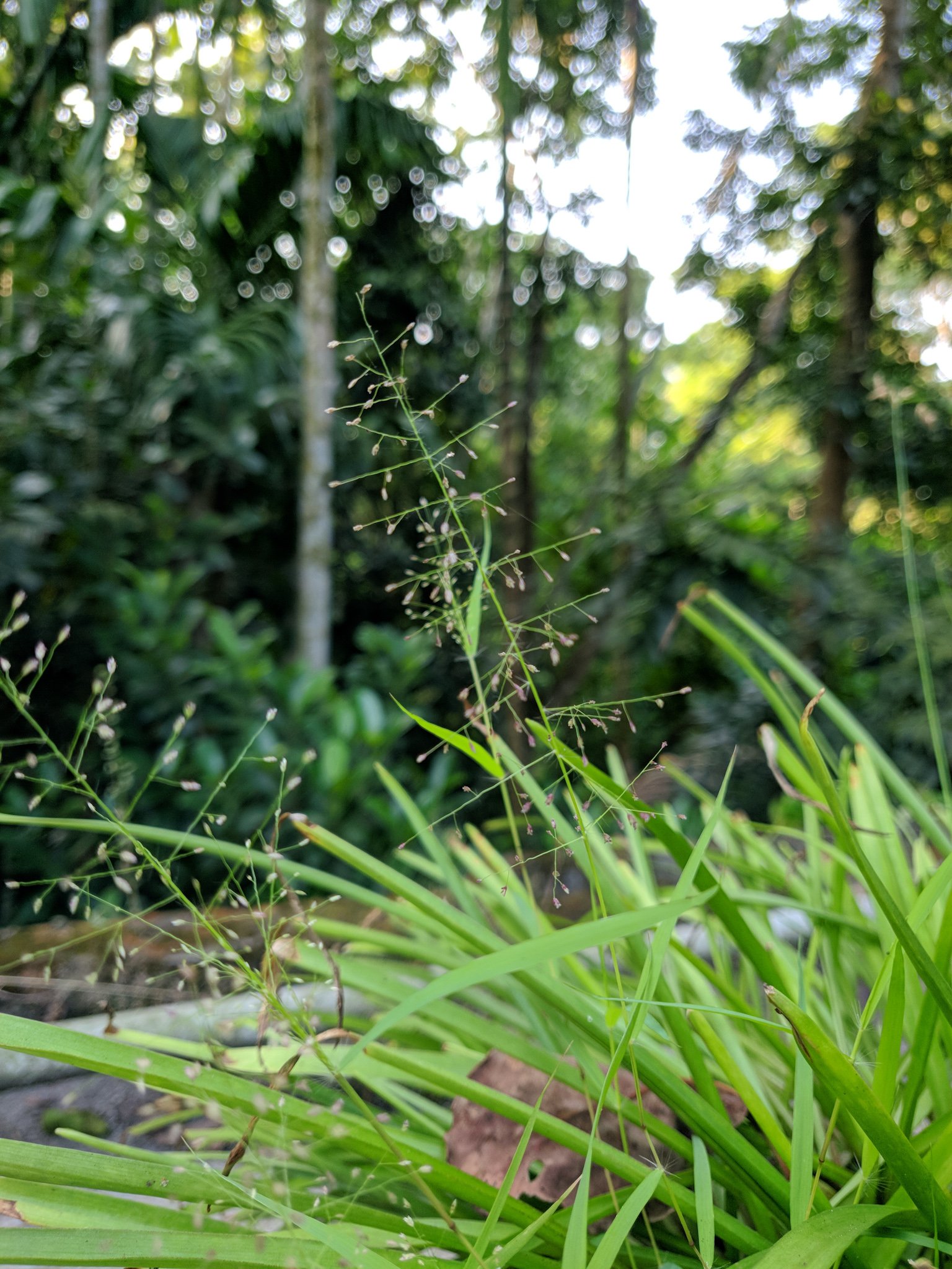 LRM EXPORT 30263304237567 20181016 014625991 Rooftop Gardening : Nature and Nurture