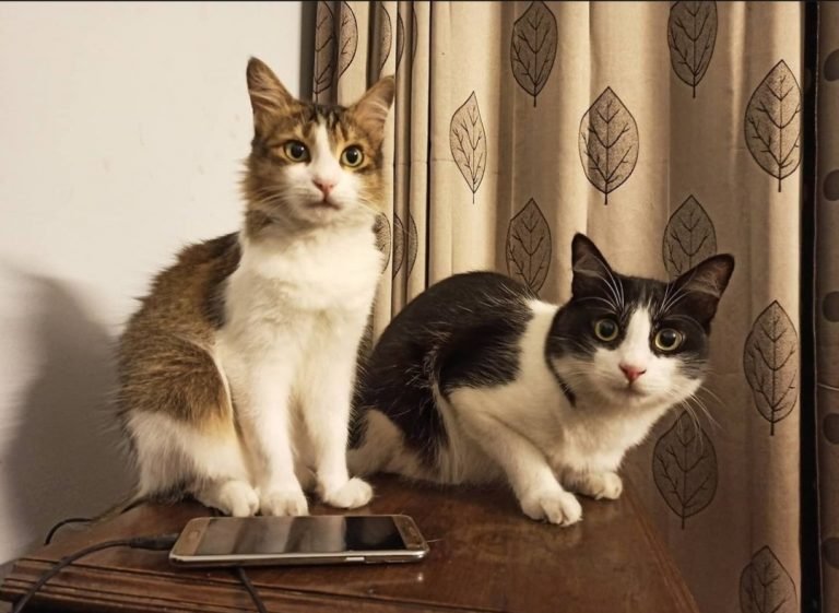 A Tiny Best Friend 17 A Tiny Best Friend